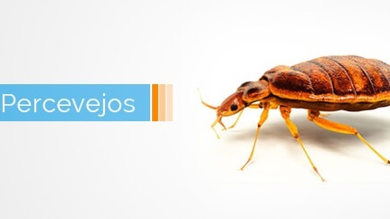 Dedetização de Percevejos